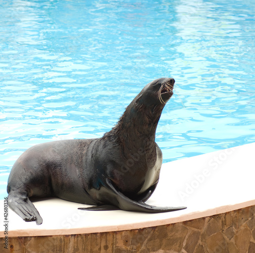 Performing seal balancing on flippers