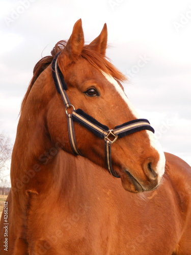 Beautiful latvian breed chestnut horse