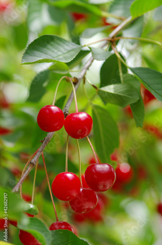 ripe, red cherries hanging on the tree