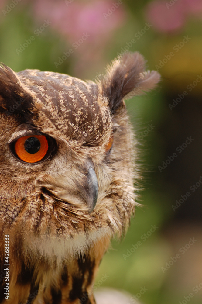 Greif StockFoto Adobe Stock