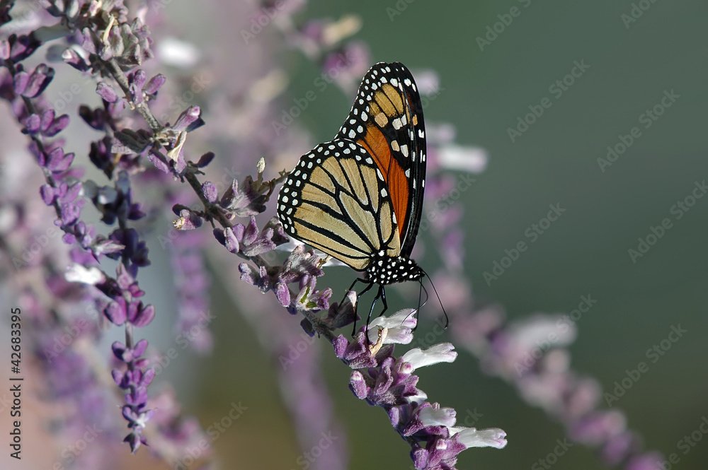 Monarch butterfly on purple salvia flowers Monarch butterfly on purple salvia flowers