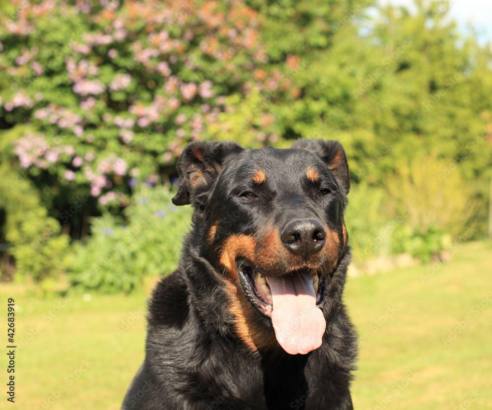 portrait of a purebred french sheepdog beauceron