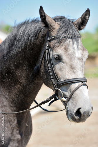 Horse portrait © byrdyak