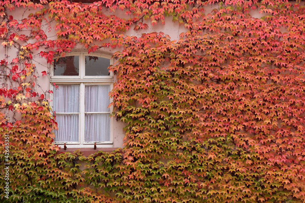 Wilder Wein an Hauswand Wilder Wein an Hauswand