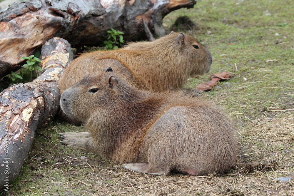 Fototapeta premium Capy baras