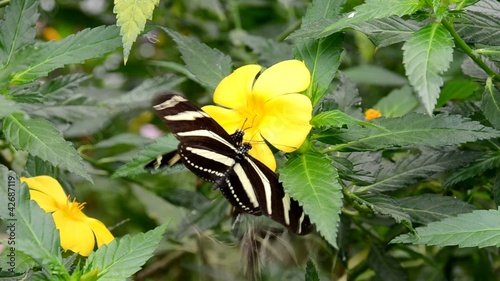 Schmetterling photo