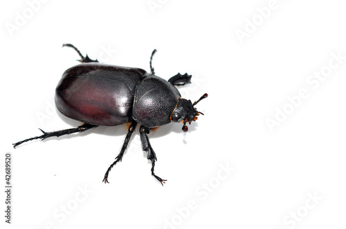 black beetle isolated