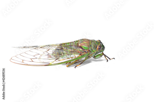 cicada isolated © thawats