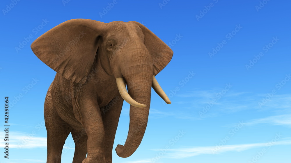 Obraz premium ゾウ