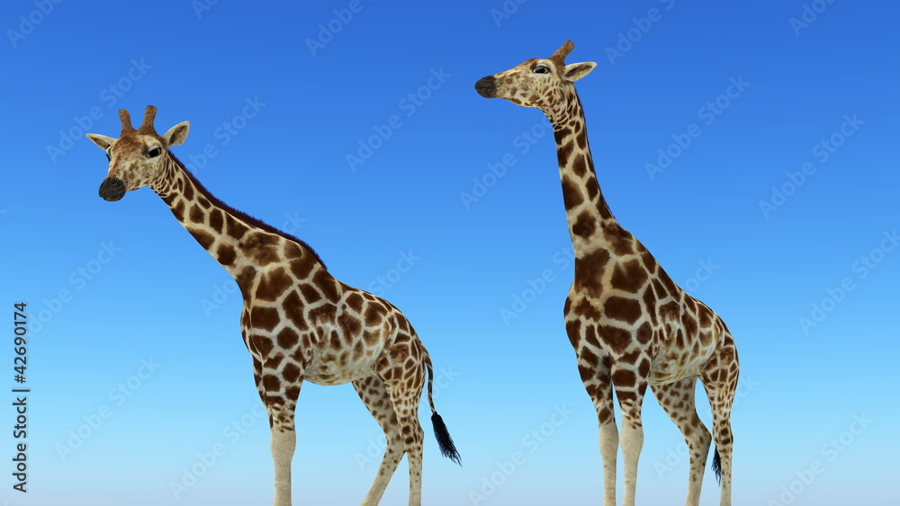 Fototapeta premium キリン