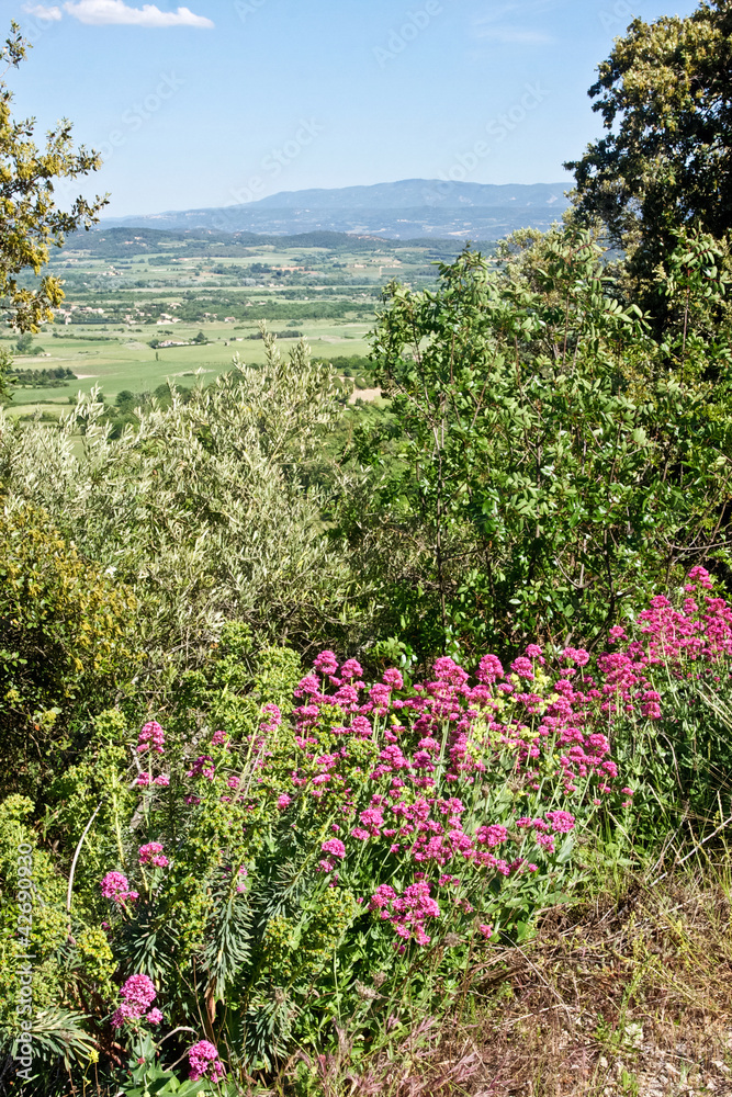 Obraz premium Lush Provence