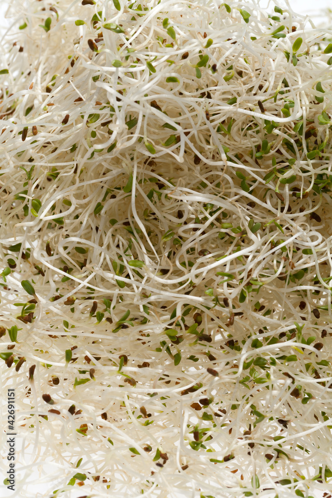Fresh alfalfa sprouts on white background Fresh alfalfa sprouts on white background