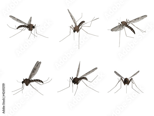 Mosquito, isolated on white background