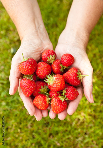 Two hand fulls of strawberries