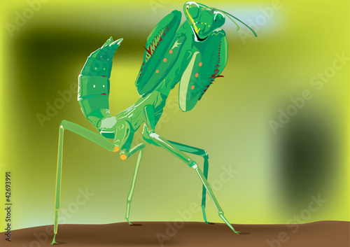 mantis