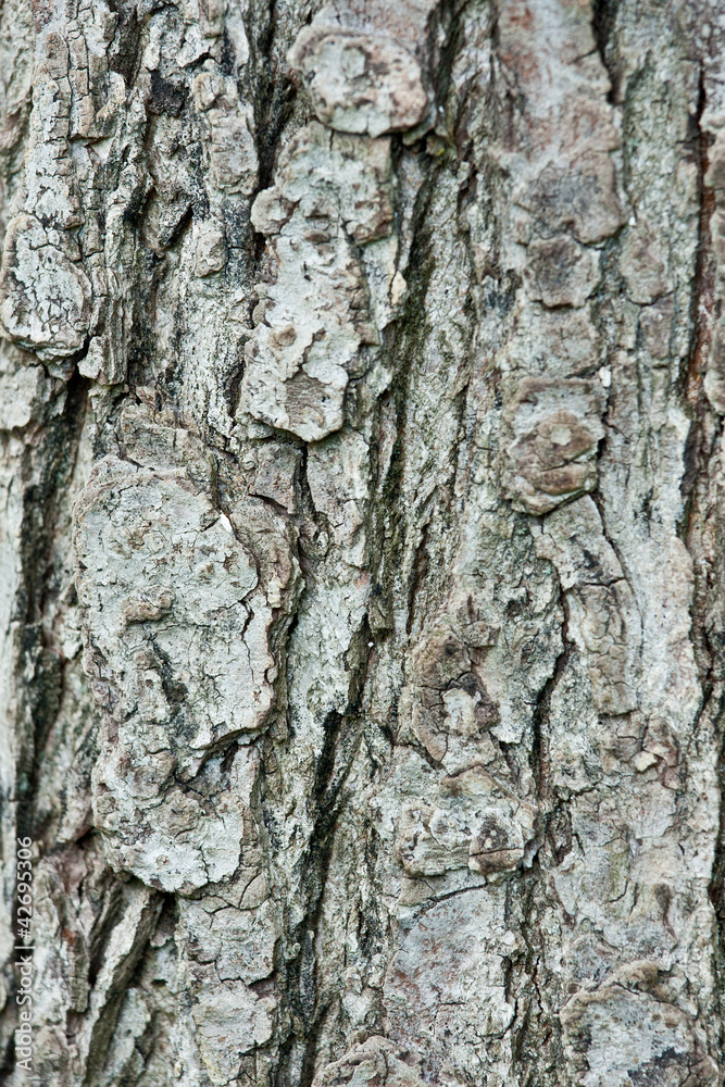 Closeup of a pine trunk Closeup of a pine trunk
