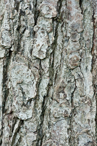 Closeup of a pine trunk