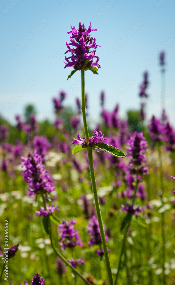 Obraz premium flowers