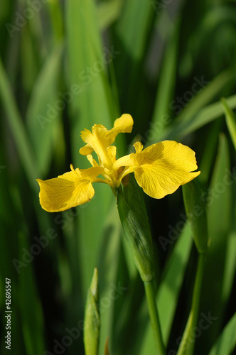 Iris pseudacorus