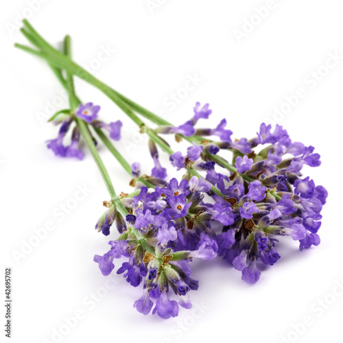lavender flower isolated on white
