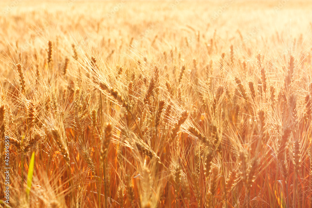 Wheat field on a summer evening Wheat field on a summer evening
