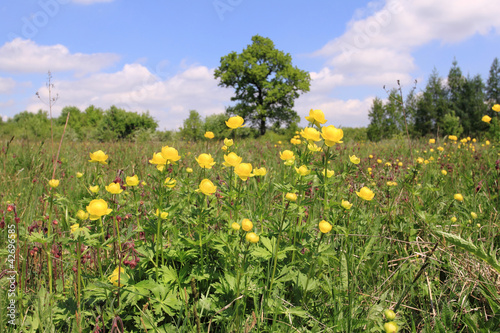Globeflower blooms in a meadow