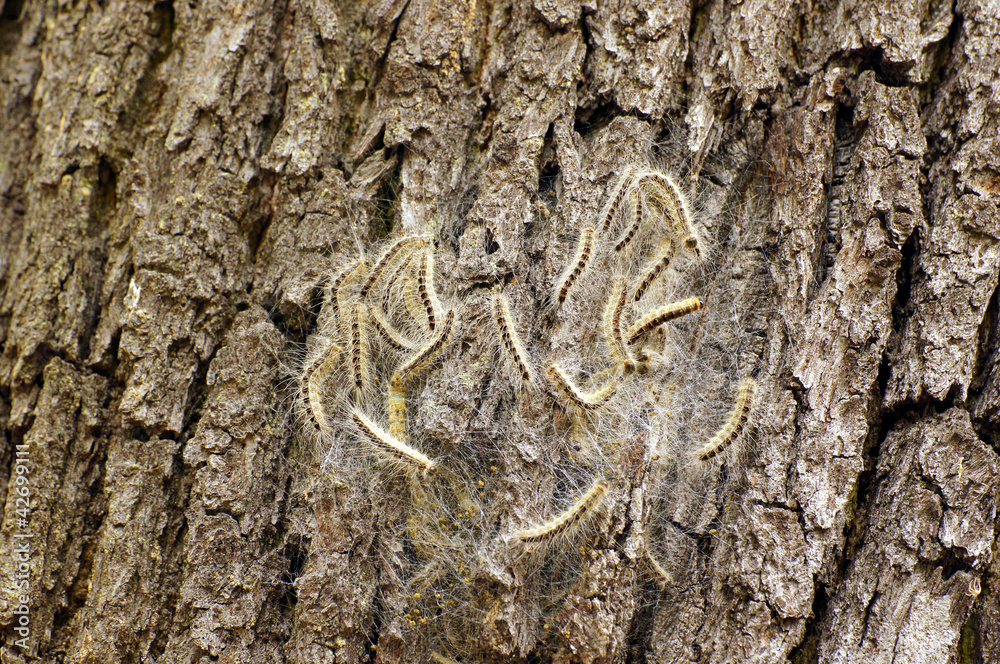 Obraz premium Eichen - Prozessionsspinner an einem Baum. Nest, Raupe, Schmetterling, Plage