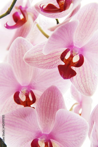 Purple orchid