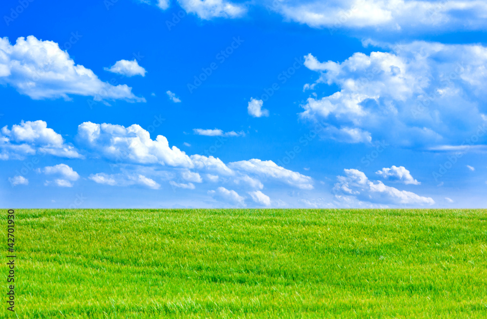 Wheat field and cloudy blue sky