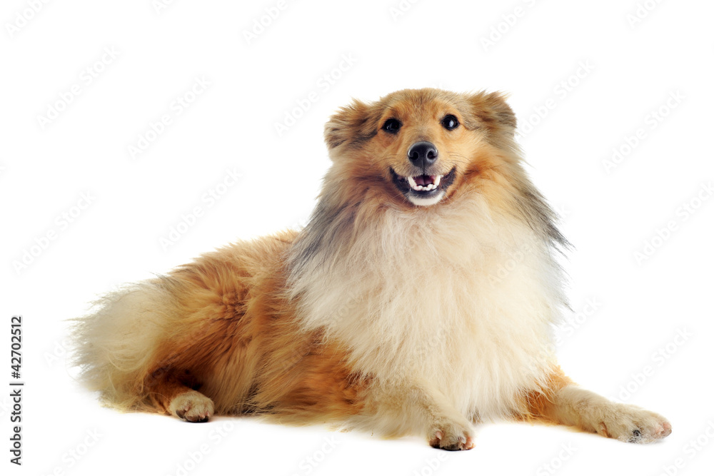 Obraz premium shetland dog