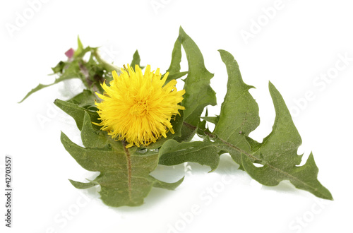 dandelion flower and leaves isolated on white