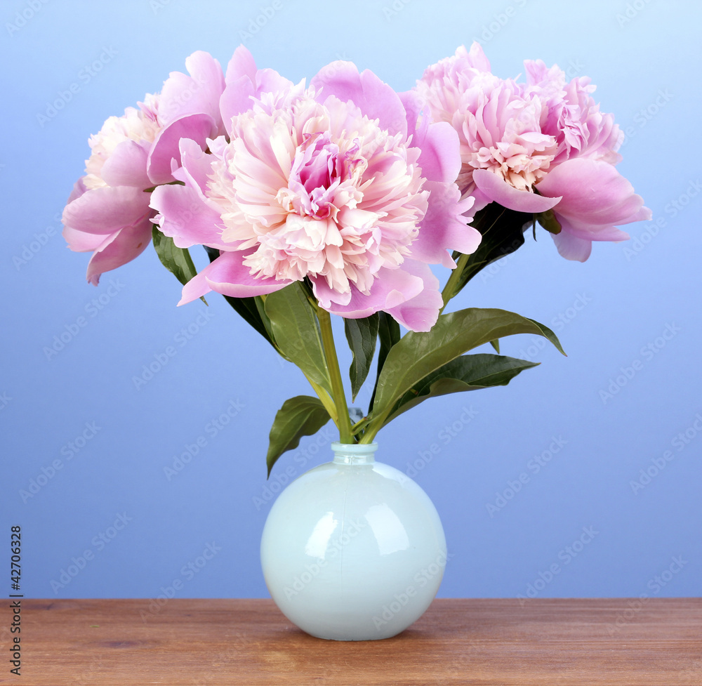 Obraz premium Three pink peonies in vase on wooden table on blue background