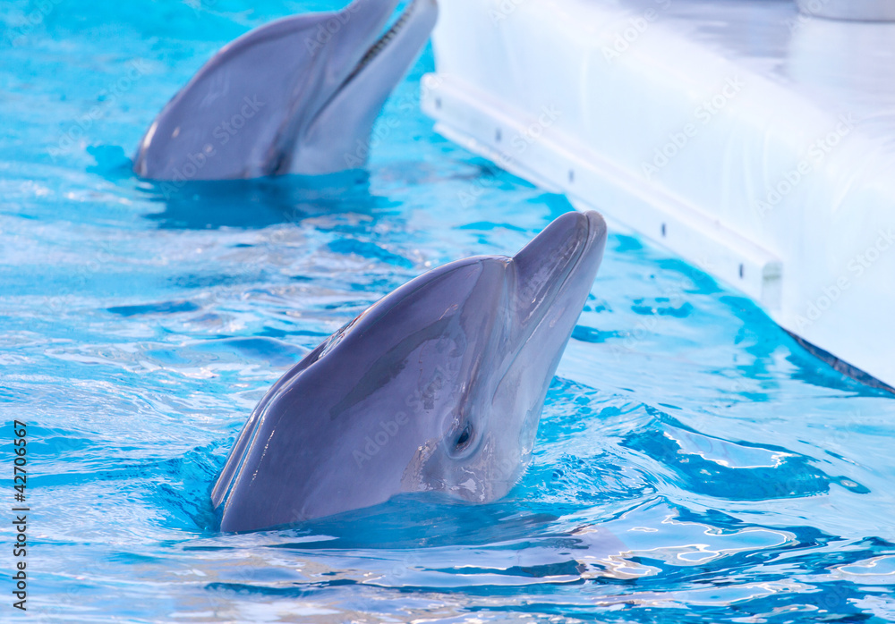 Naklejka premium delfino