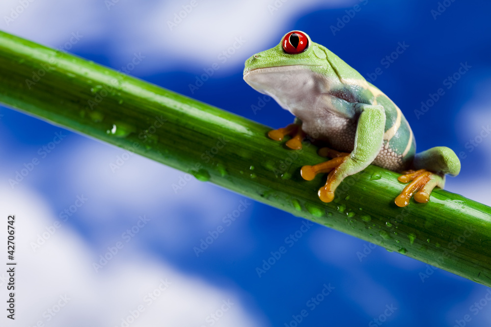 Obraz premium Tree frog 