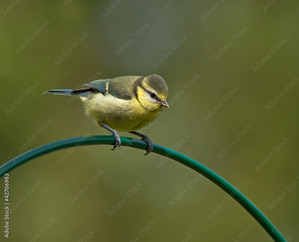 Fototapeta premium Blue Tit, juvenile, Cyanistes caeruleus