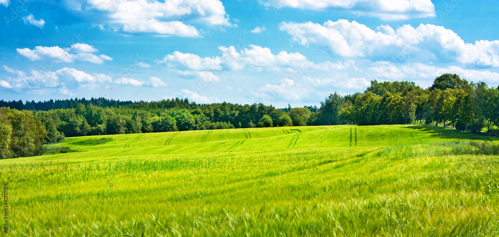 Obraz premium Barley fields undulating the middle of woods