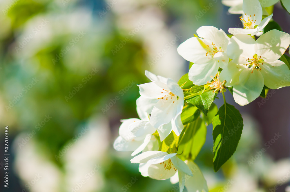 A blooming branch of apple tree in spring A blooming branch of apple tree in spring