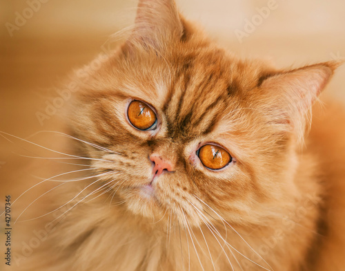 Fotografie Red cat breed Selkirk rex.