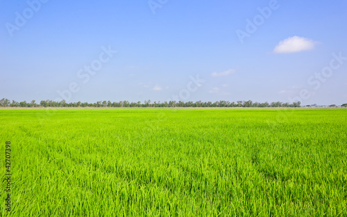 Paddy field in blue sky