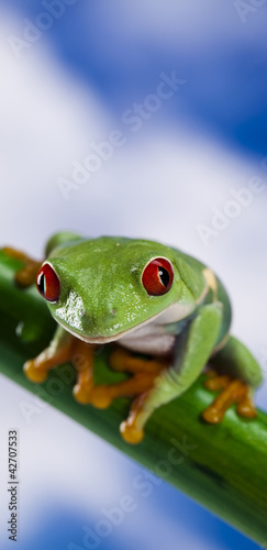 Tree frog  © Sebastian Duda