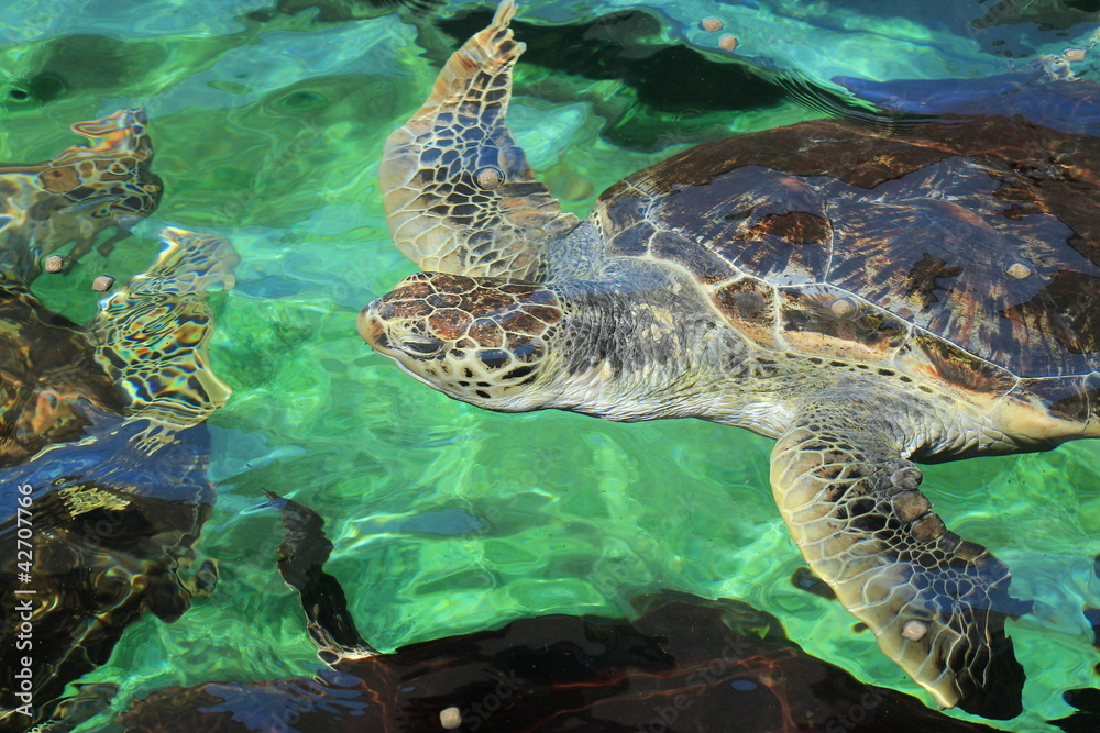 Obraz premium green sea turtle head to breathe