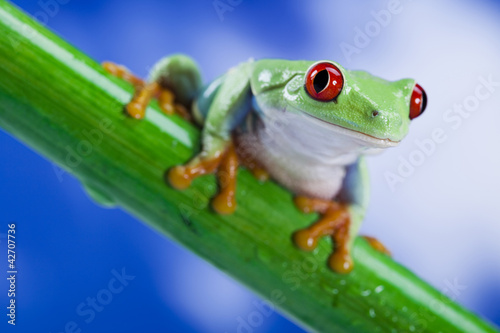 Frog and blue sky