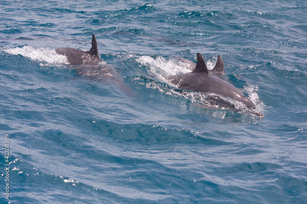 Naklejka premium zwei Delfine