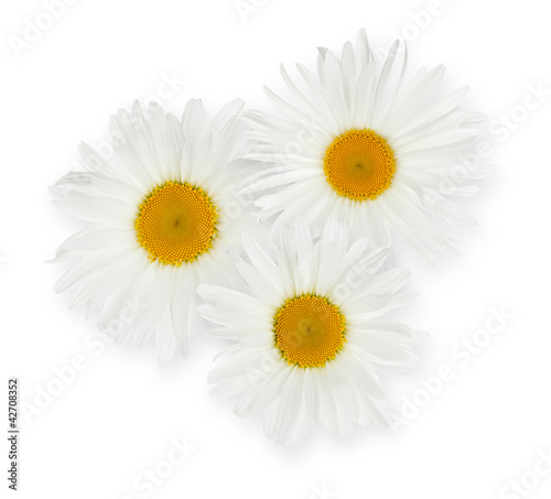 Three chamomile flowers