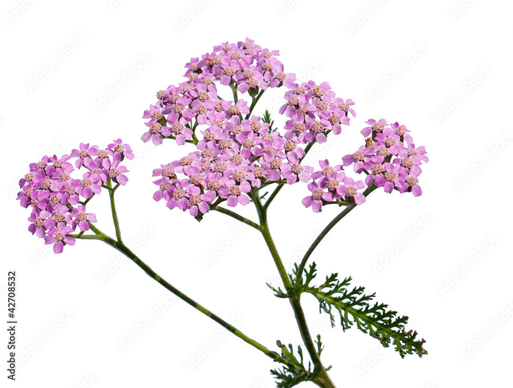 Fototapeta premium Krwawnik pospolity