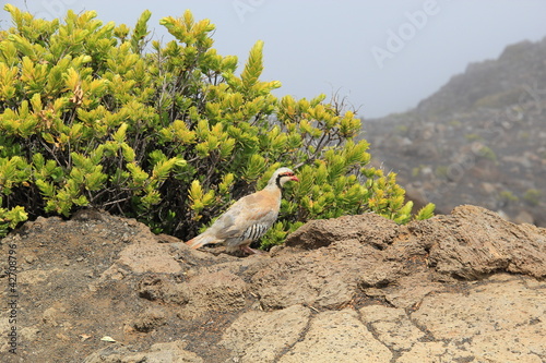 Chukarhuhn auf dem Gipfel des Haleakala auf Maui (Hawaii) photo