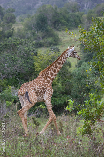 rennende Giraffe