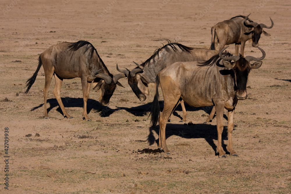 Fototapeta premium Gnus