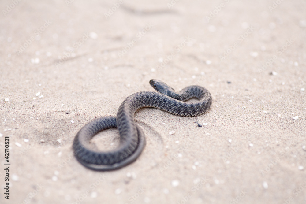 Obraz premium Brown snake rising up off sand