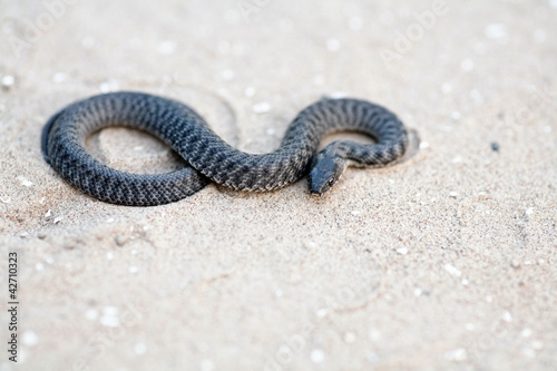 black snake on sand